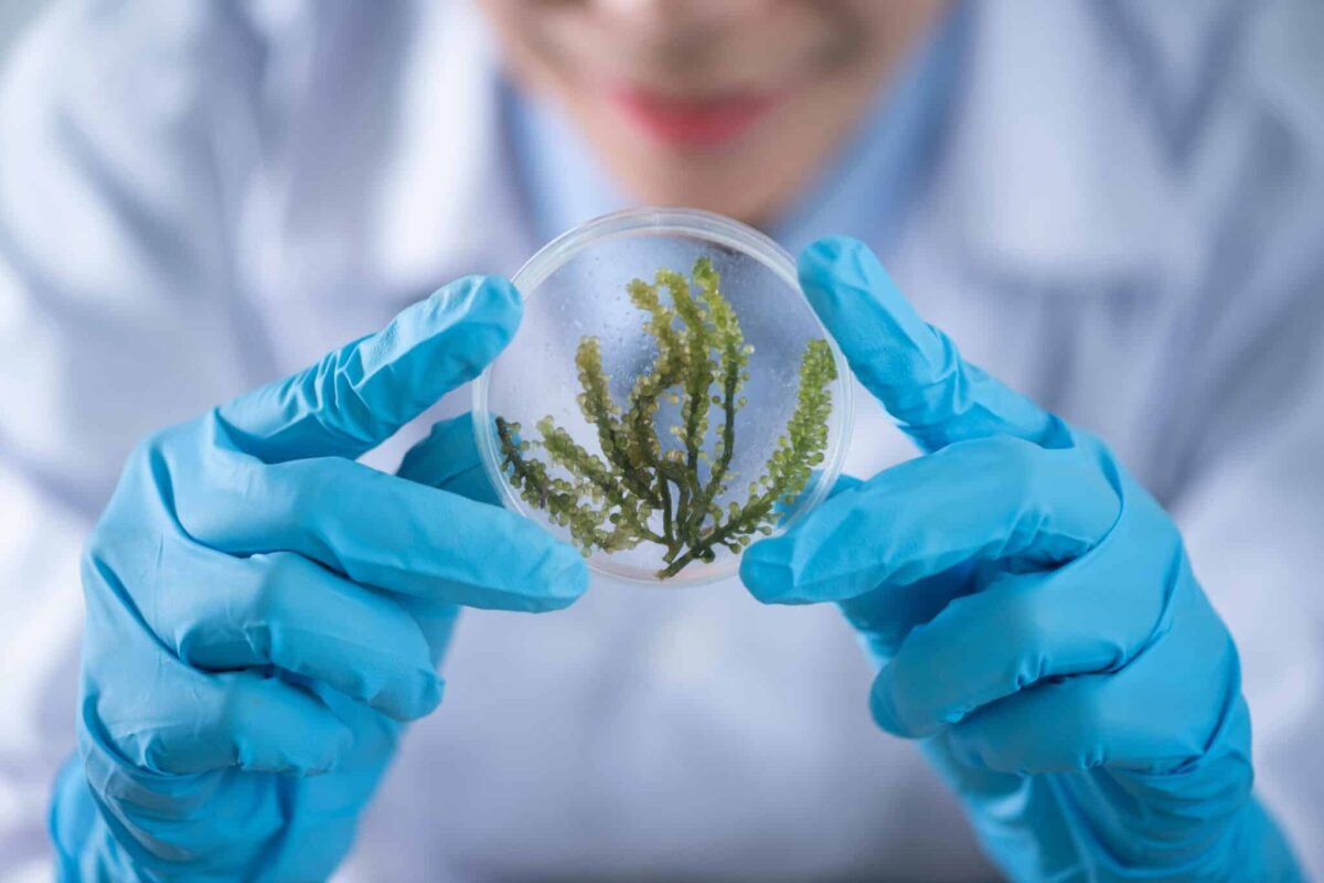 Environmental Scholarships for Earth Lovers