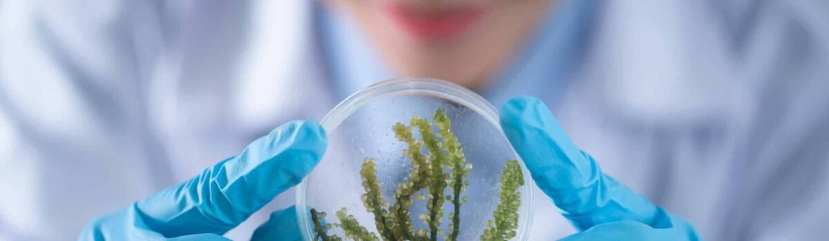 Environmental Scholarships for Earth Lovers